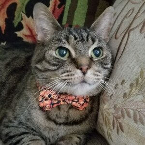 Fundraising Page: HitchKingRoberts Roberts